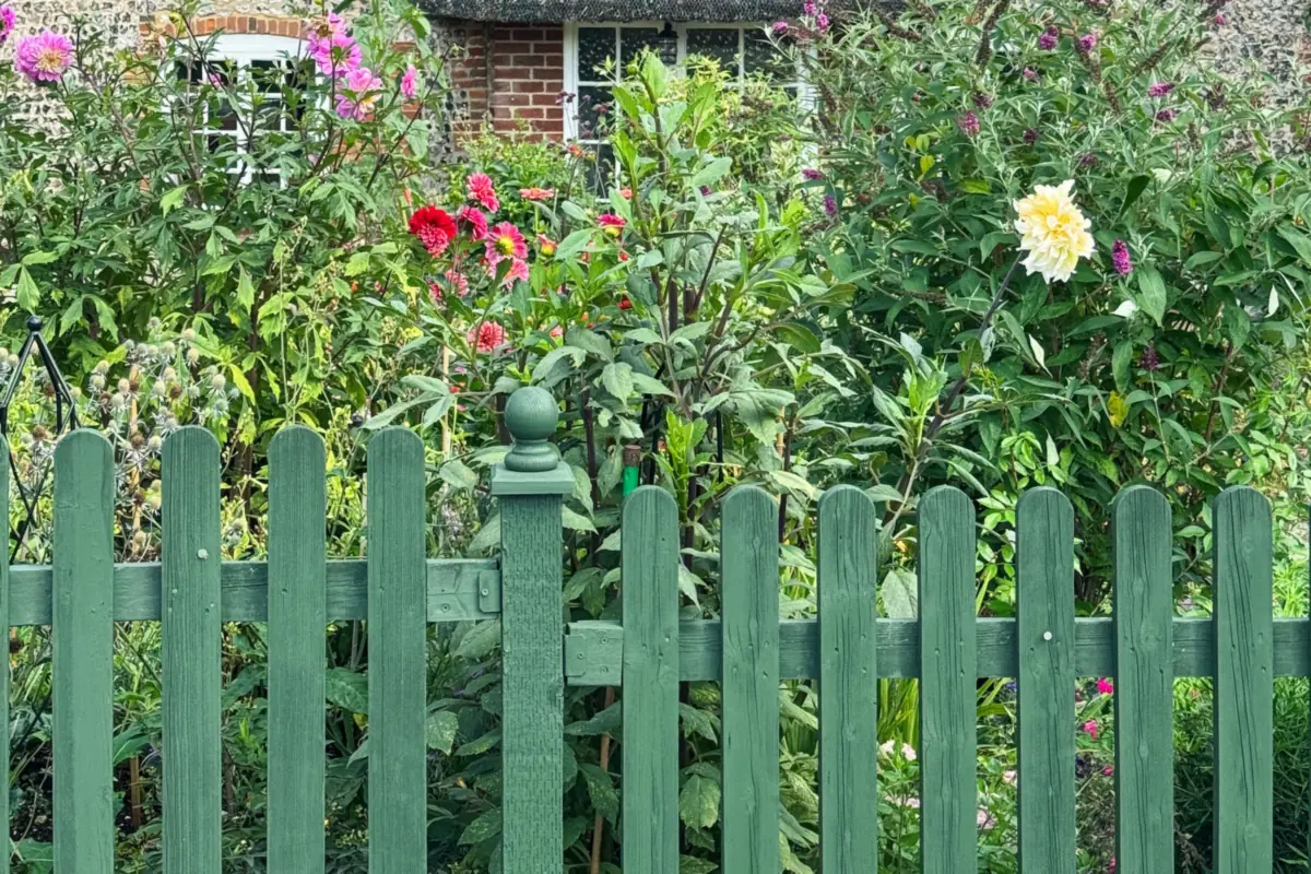 A freshly painted green picket fence in front of a cottage garden full of flowers.