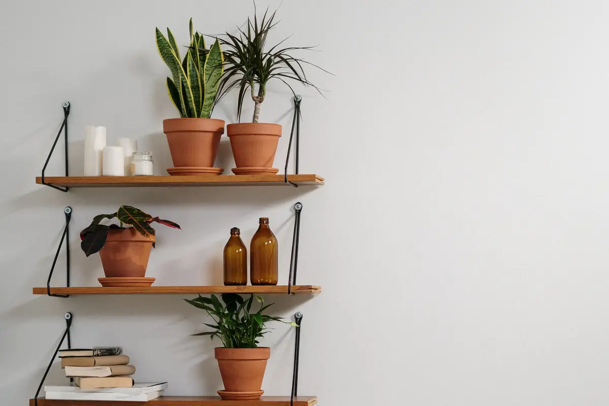 Three wooden wall shelves on black brackets, with plants, candles and bottles on them.