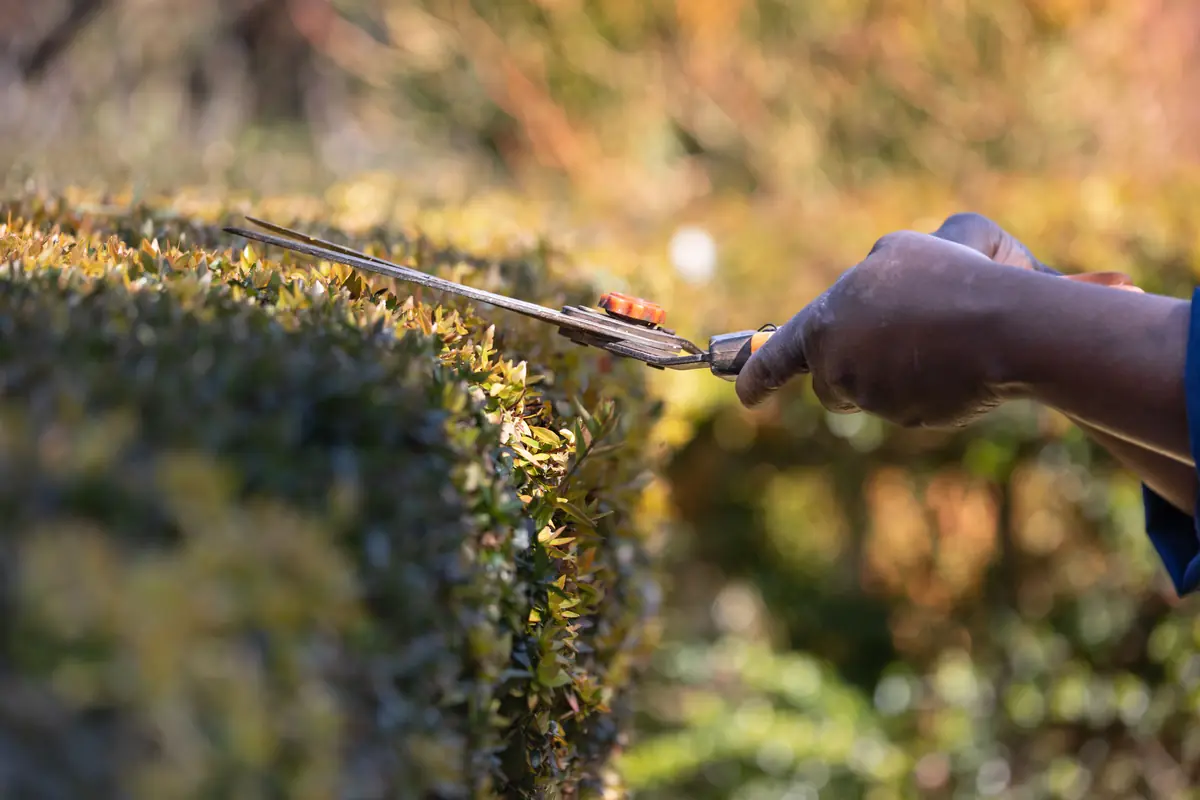 A hand trimming the top of a hedge with a pair of garden shears.