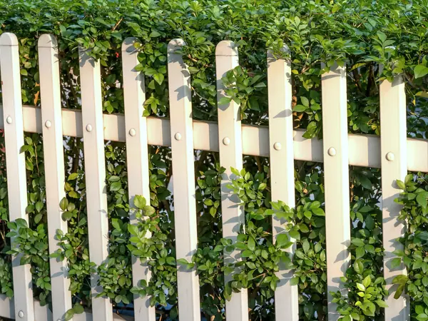 A straight white picket fence with a neatly trimmed hedge growing through it.